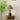 Alex Accent Table Lamp - LUUGAA