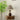 Alex Accent Table Lamp - LUUGAA