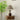 Alex Accent Table Lamp - LUUGAA