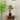 Alex Accent Table Lamp - LUUGAA