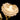 Brass Rose Wall Light - LUUGAA
