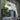 Ginkgo Chandelier E - LUUGAA
