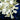 Ginkgo Chandelier F - LUUGAA