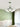 Lily of the Valley Chandelier - LUUGAA