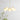 Reedway Curve Linear Chandelier - LUUGAA
