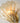 Shell Wall Light - LUUGAA